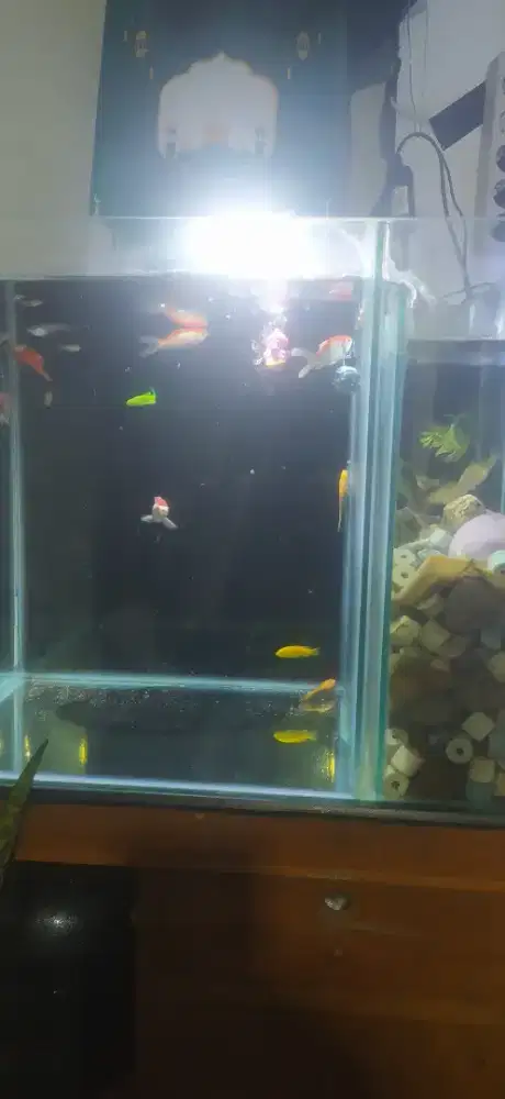 Jual akuarium ukuran 70x40x40