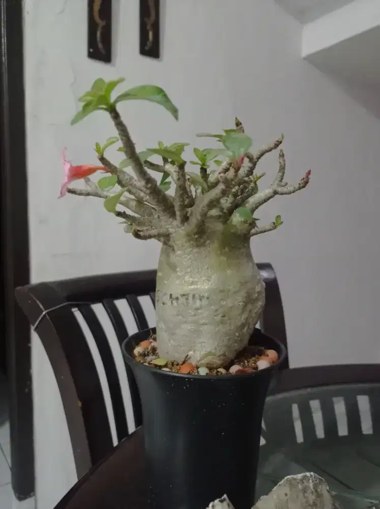 Adenium goji champ