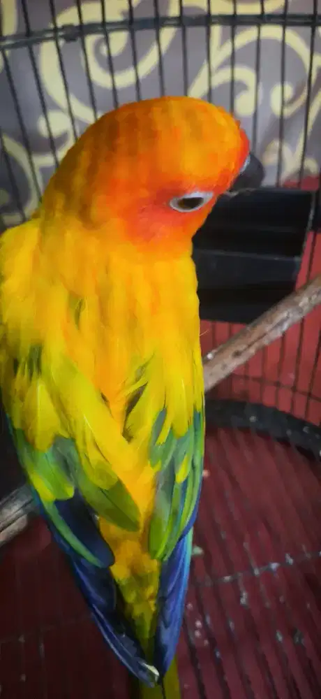 Sun Conure Dewasa DNA Betina