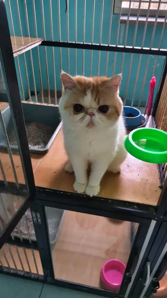 Persia exotic short hair calon pejantan