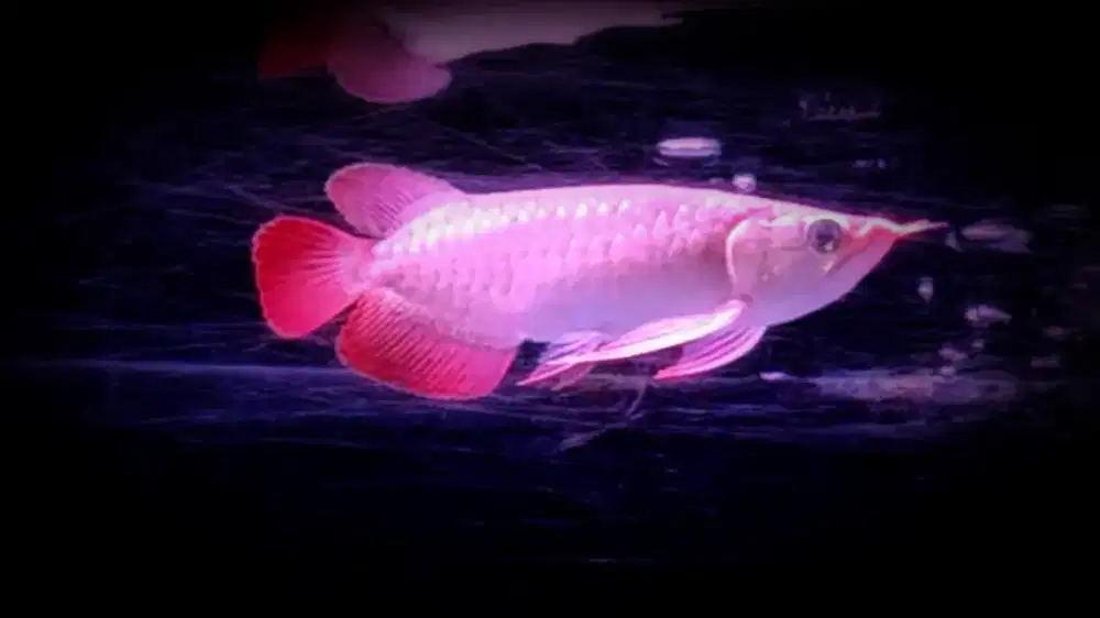 Arwana Super Red 25 cm  BERKUALITAS Bakat MERAH dan PILIHAN