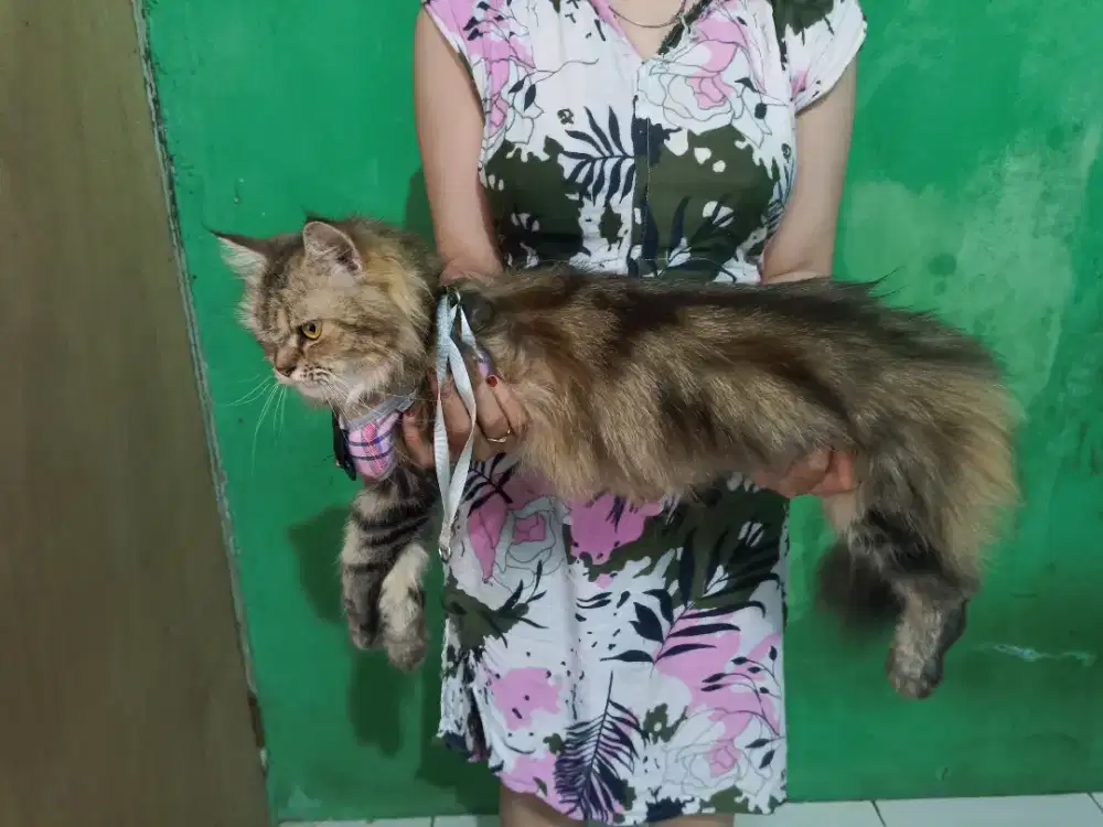 Kucing Persia Mix Mainecoon + Pet Cargo