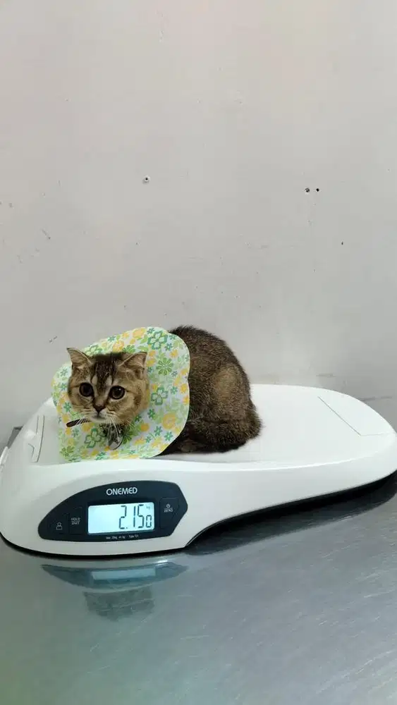 Kucing British short hair golden