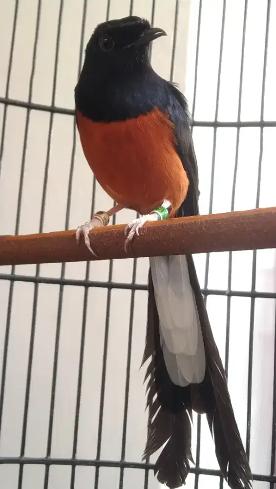 Jual Murai Batu Rumahan Full Set