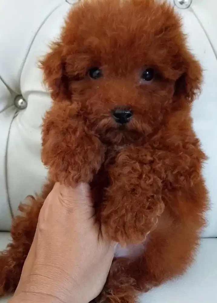 Poodle size tiny super red jantan umur 7 minggu