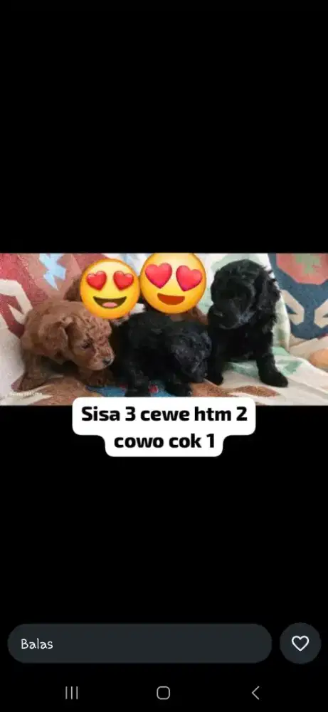 Dijual doggy toy poodle