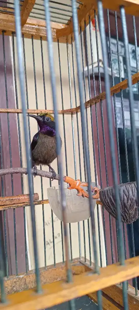 Burung konin dada coklat gacor.