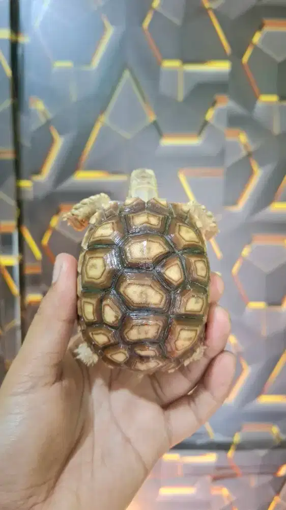 Sulcata Tiger Unik 17 scote 9cm Mode Aman