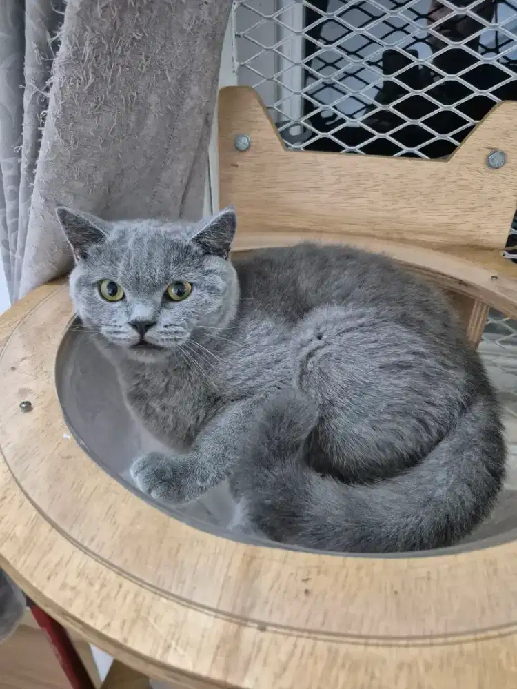 BSH Blue Jantan Nonped