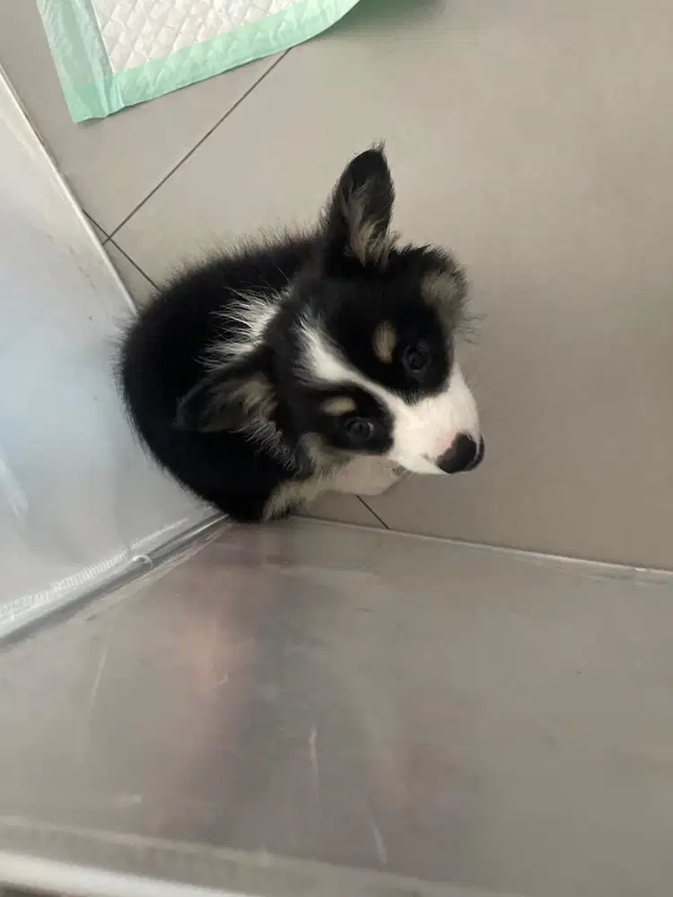 CORGY BETINA LONG HAIR