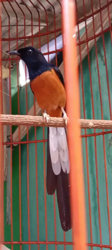 Murai medan ring ternak mapan super gacor ekor kleweer body gde