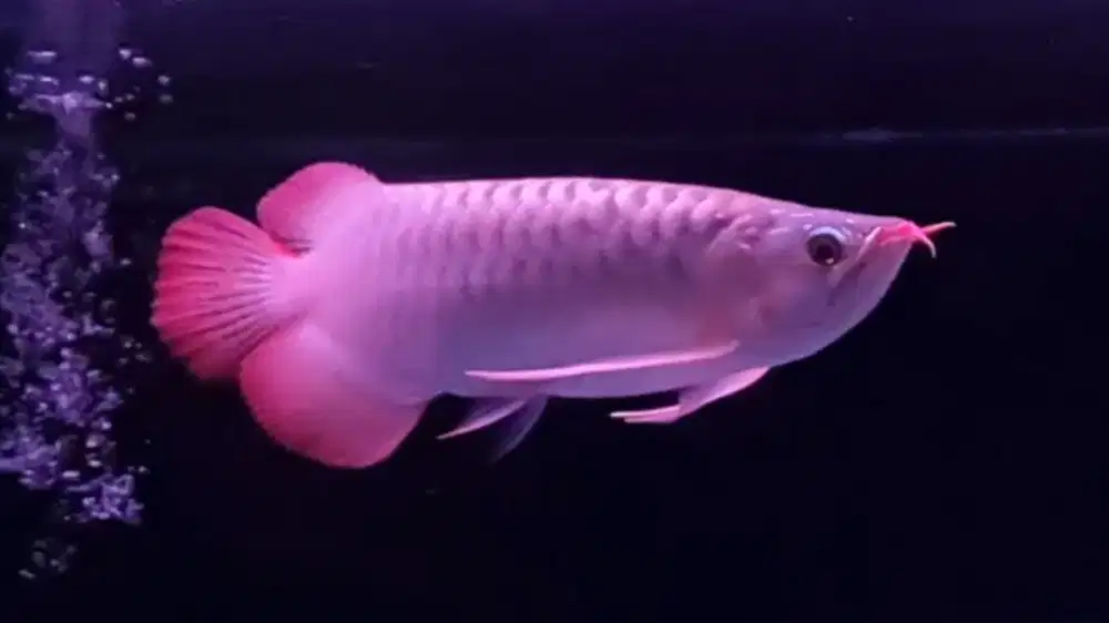 Ikan Arwana Super Red 25 cm Kepala Nyendok ISTIMEWA di Bekasi