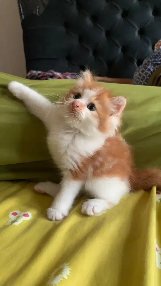Kucing kitten Persia