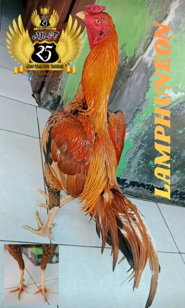 Ayam pacek pakhoy, phama, bangkok