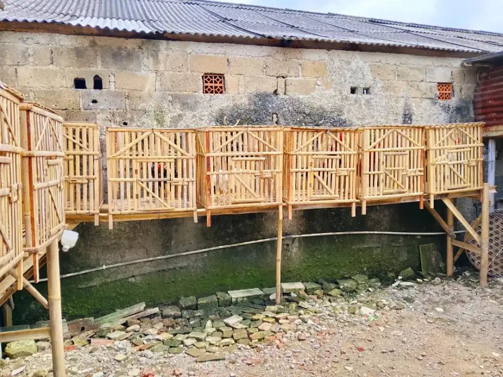 Berbagai macam ayam bangkok, laga, tarung ready