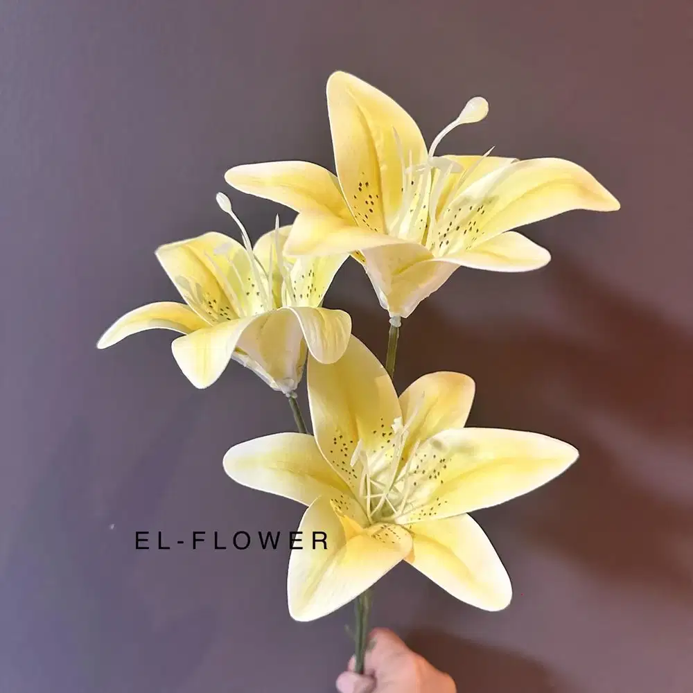 Host live streaming/ live di tiktok