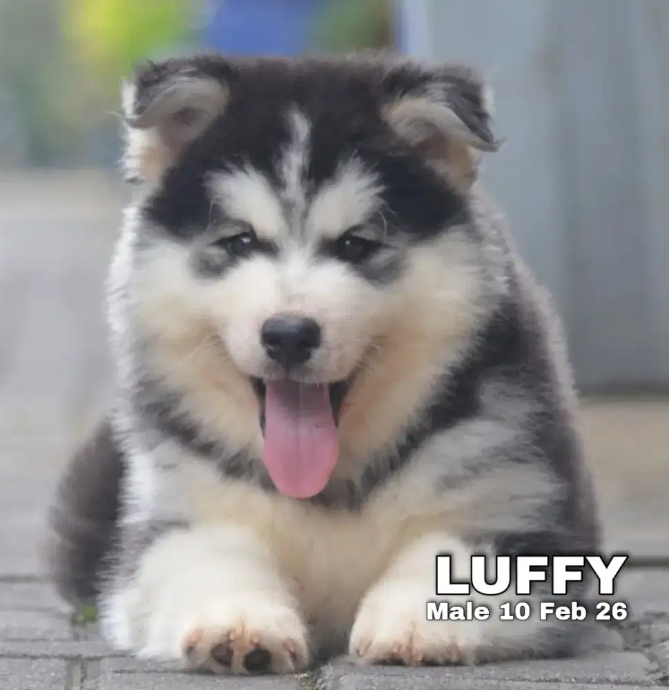 Siberian Husky hitam jantan •LUFFY•