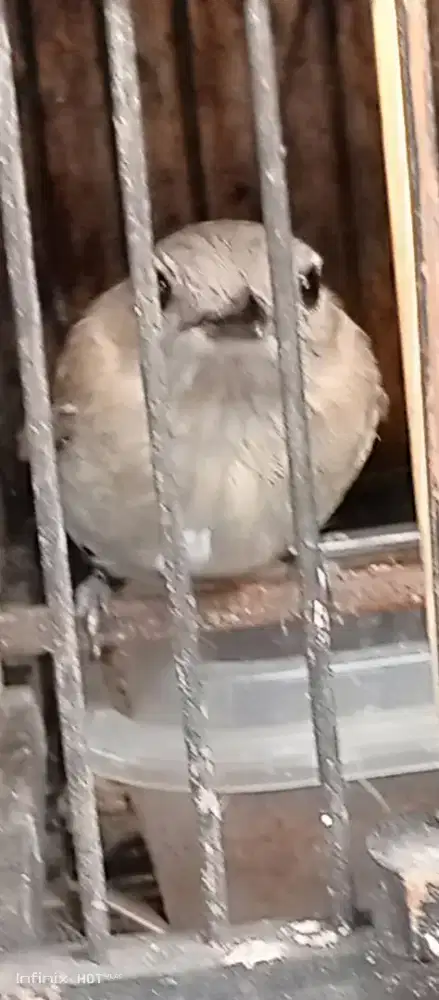 kancilan bakau jantan muda