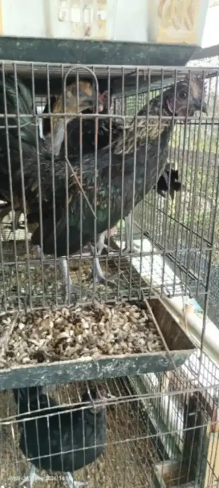 Ayam kate jengger mawar