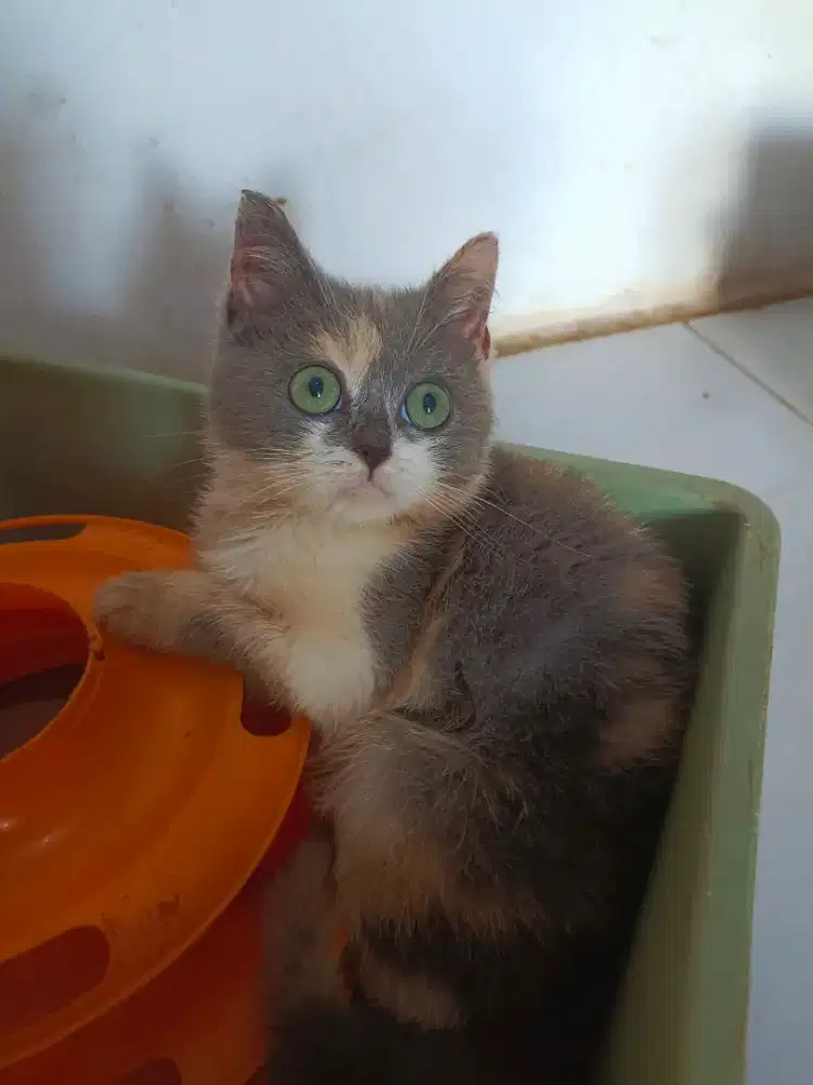 Bsh betina dilute kalico