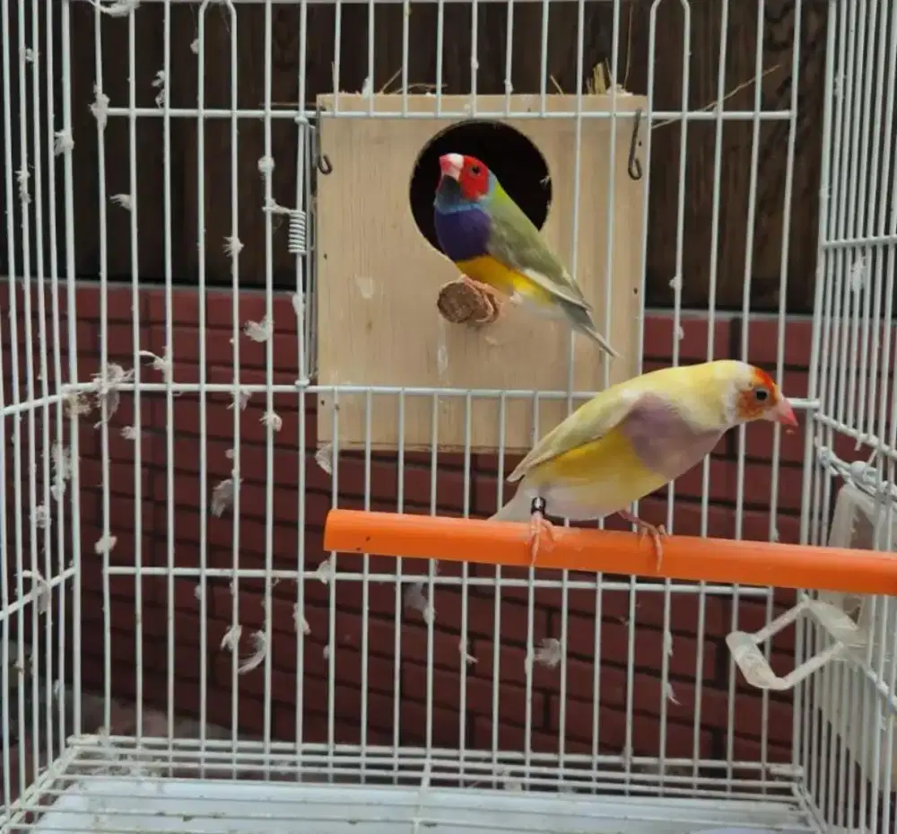 Burung Gould amadin sepasang induk