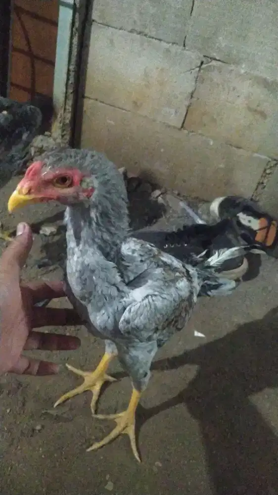 Ayam  bangkok semi lidi