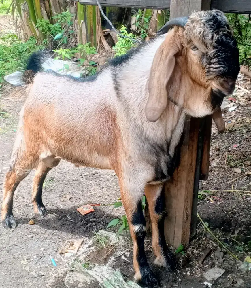 Bismillahirrahmanirrahim jual kambing buat qurban