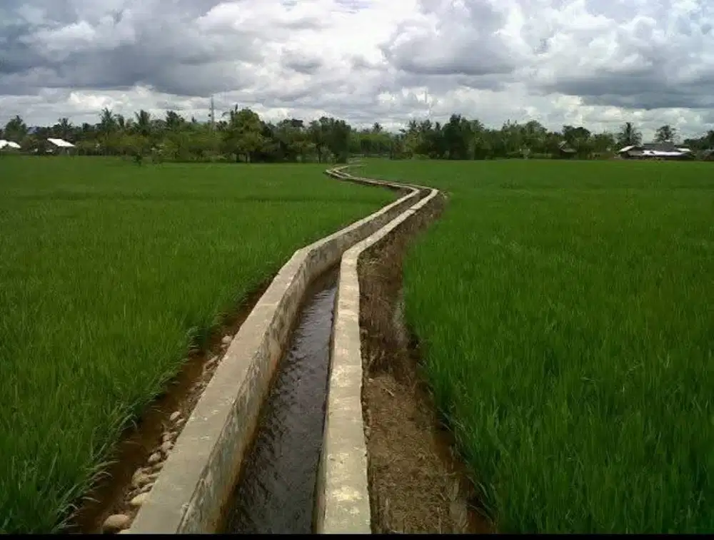 SAWAH PRODUKTIF DITENGAH KOTA BENGKULU– IRIGASI LANCAR, SIAP PANEN!
