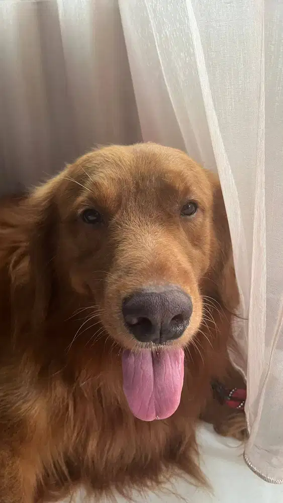 Golden retriever non stb bagus murah