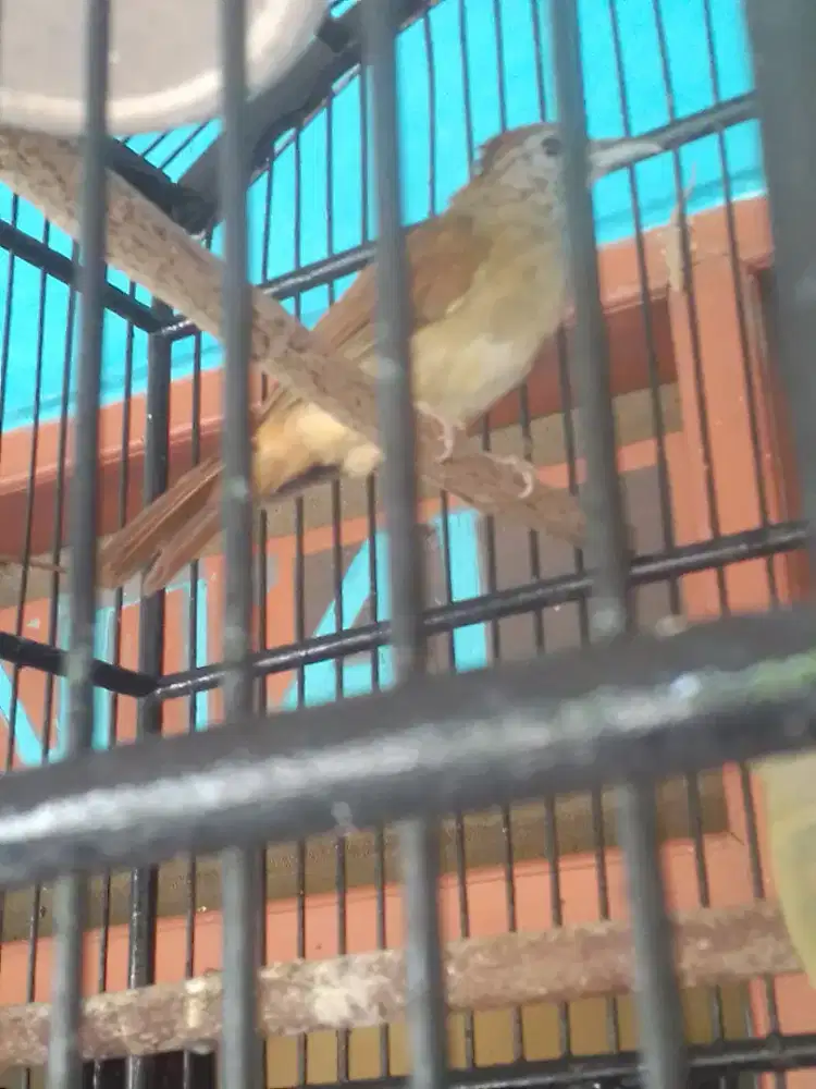 KAPAS TEMBAK ABIS MABUNG MAO SELESAI 1 JUTA FULSET KANDANG BERAT CAKEP