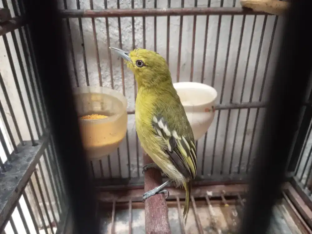 Cipo, cipow, sirtu jantan jinak rajin ngoceh