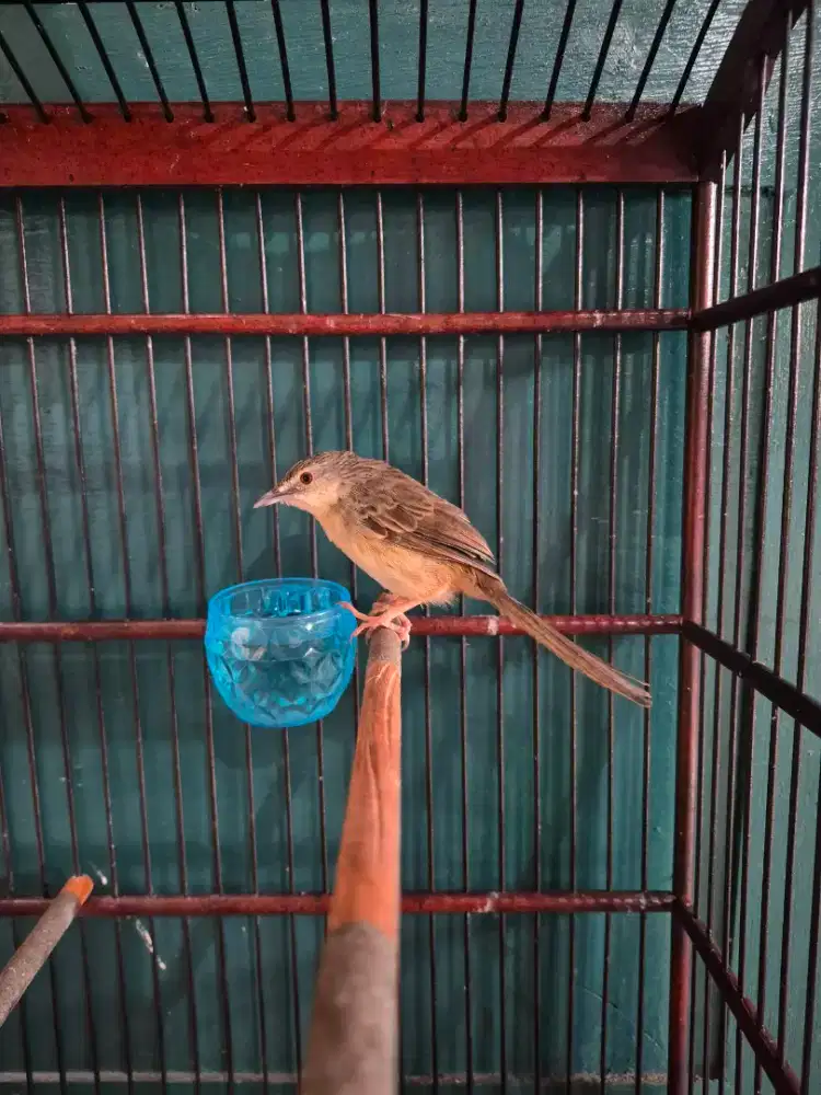 Cigun gacor ciblek gacor ciblek gunung gacor masteran murai gacor