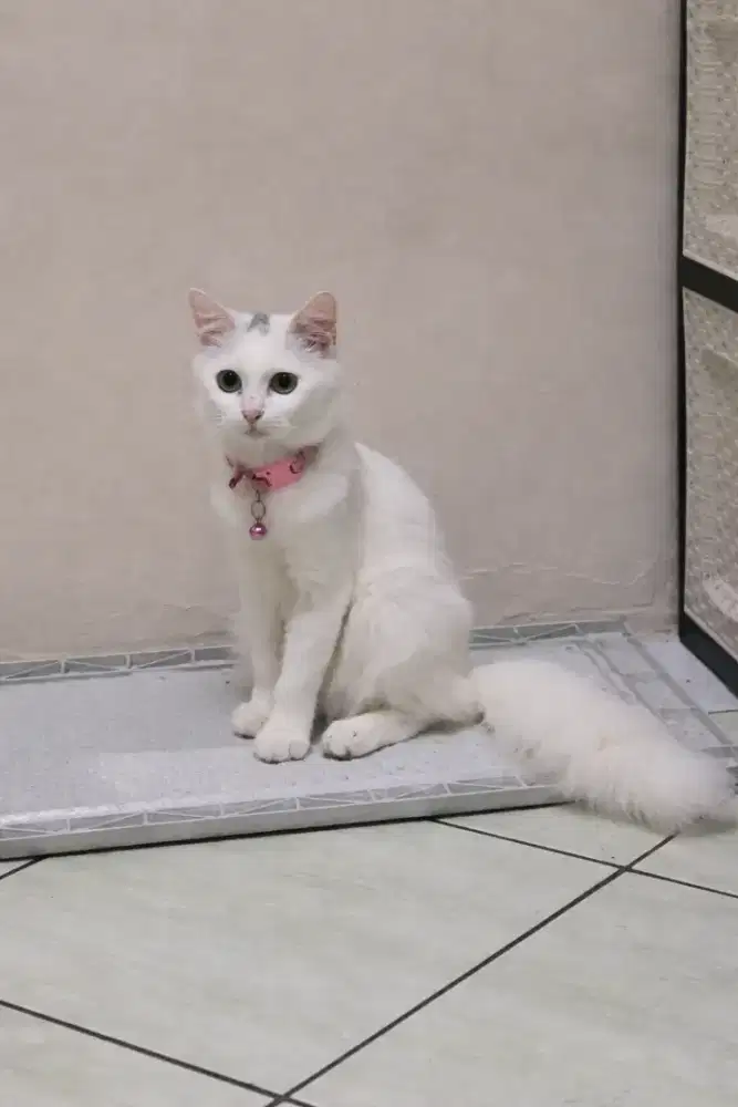 Kucing Mixdom Betina