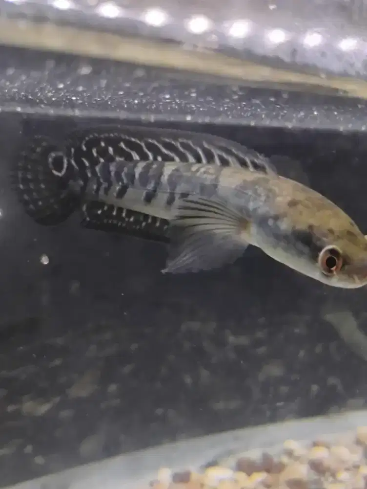 Channa yelow sentarum