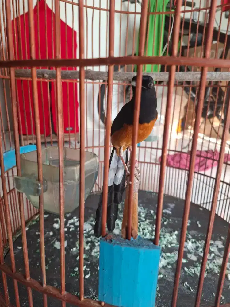 Murai medan ekor 20up harian berisik