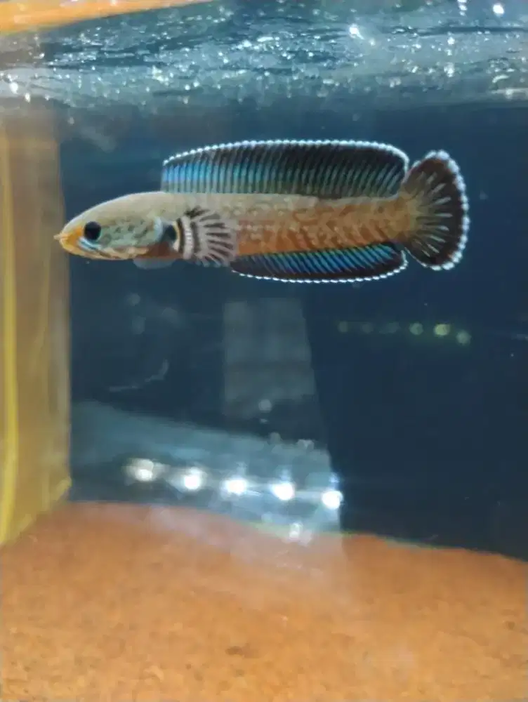 Channa andrao Gondrong