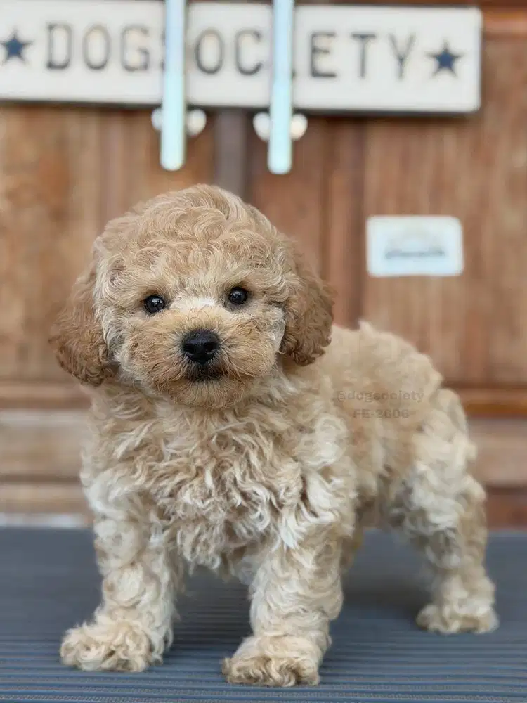 Poodle Puppy Super Imut