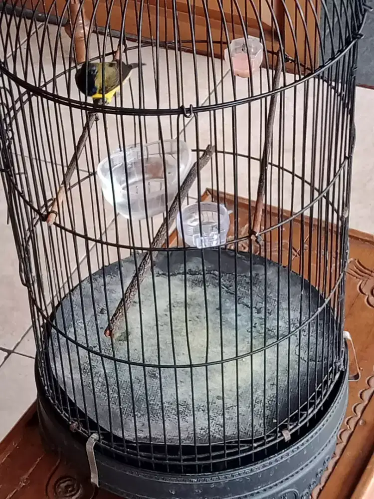 Sogon cukup rajin burung sehat  mulus no minus