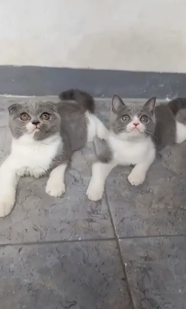 Scottish fold & British shorthair bicolour