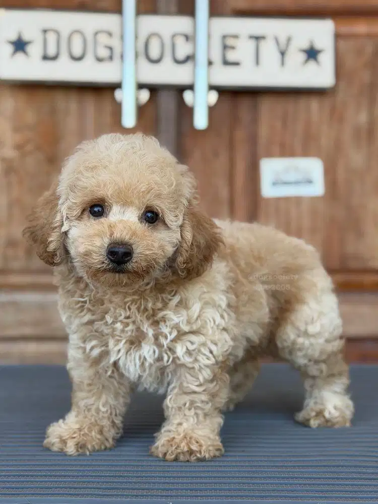 Poodle Mini Lucu dan Ceria