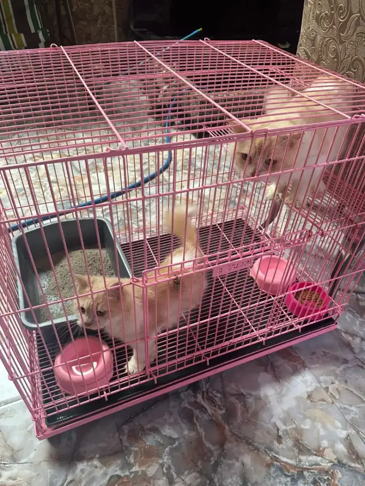 Adopt 2 kucing persia dan kandang