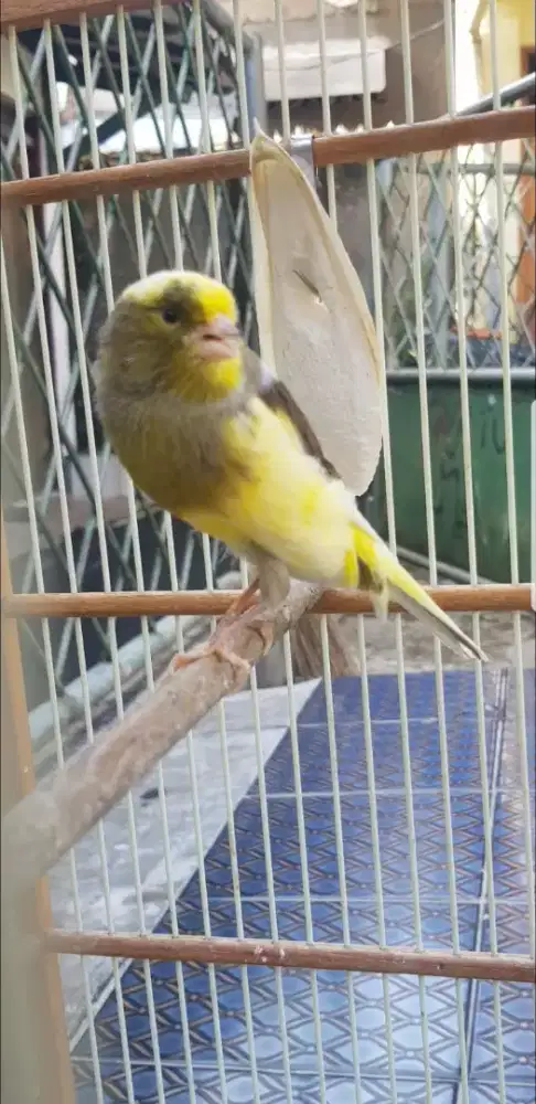 Burung kenari body big