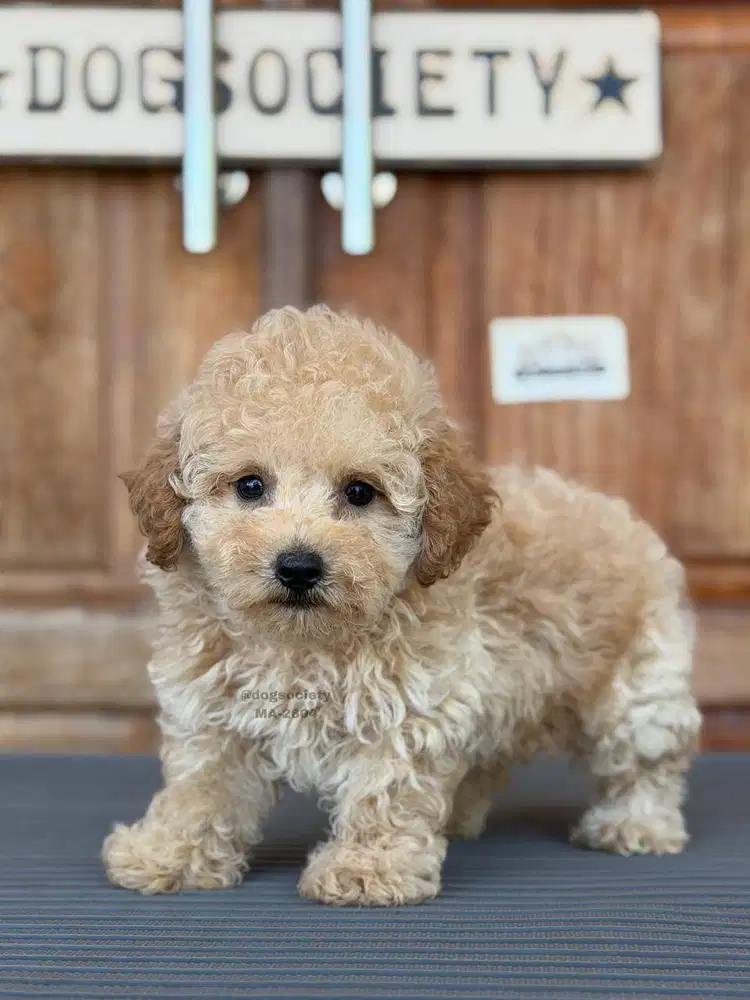 Puppy Poodle Fluffy Manis