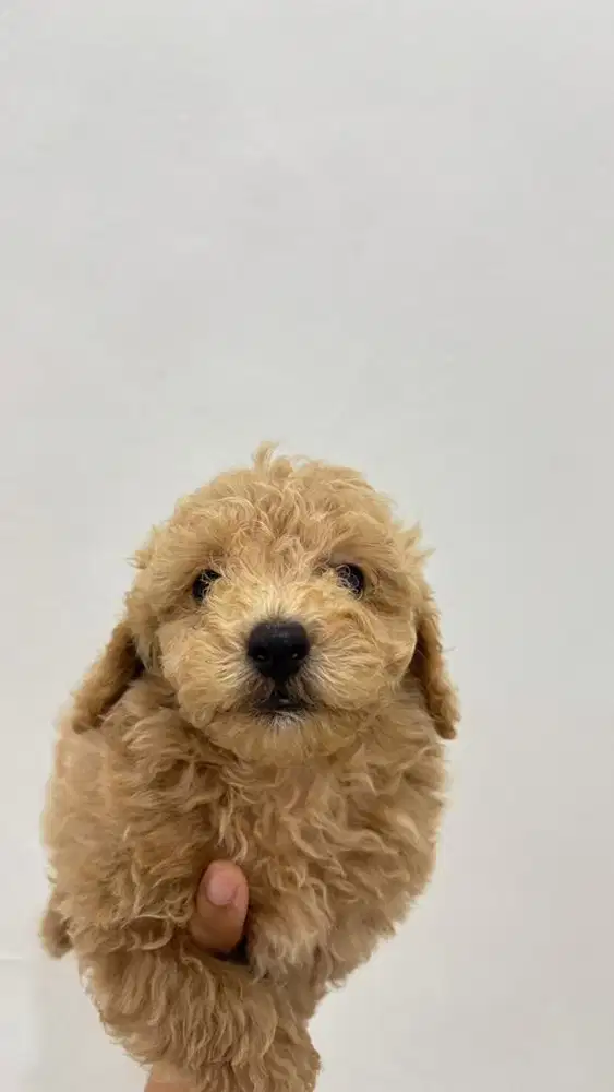 ANAK ANJING POODLE BETINA JANTAN