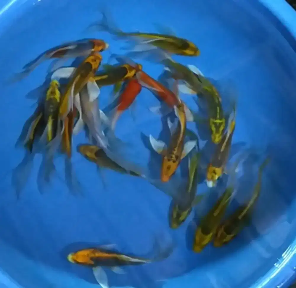 Ikan koi size 15 sampai 17cm