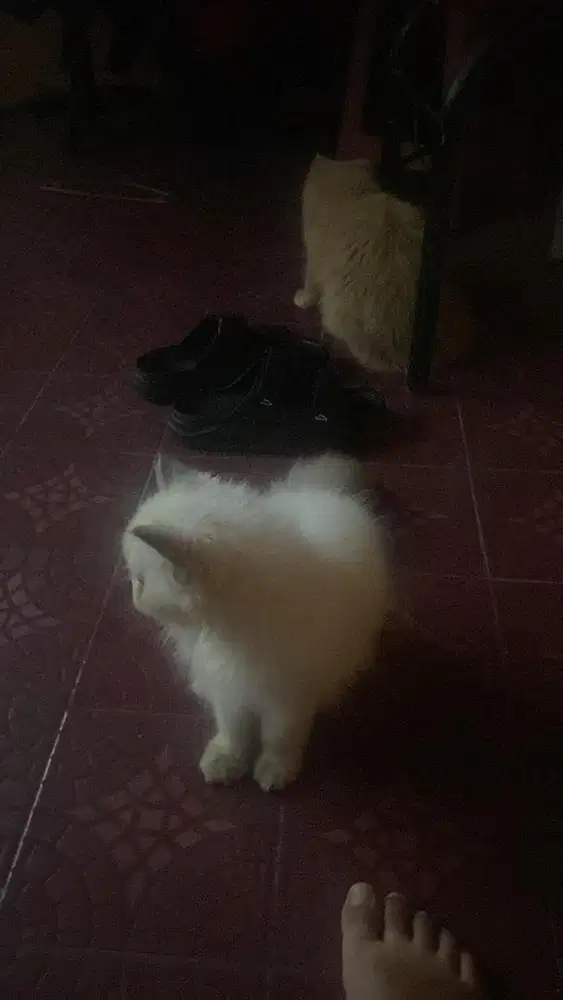 Kucing Persian Peaknose