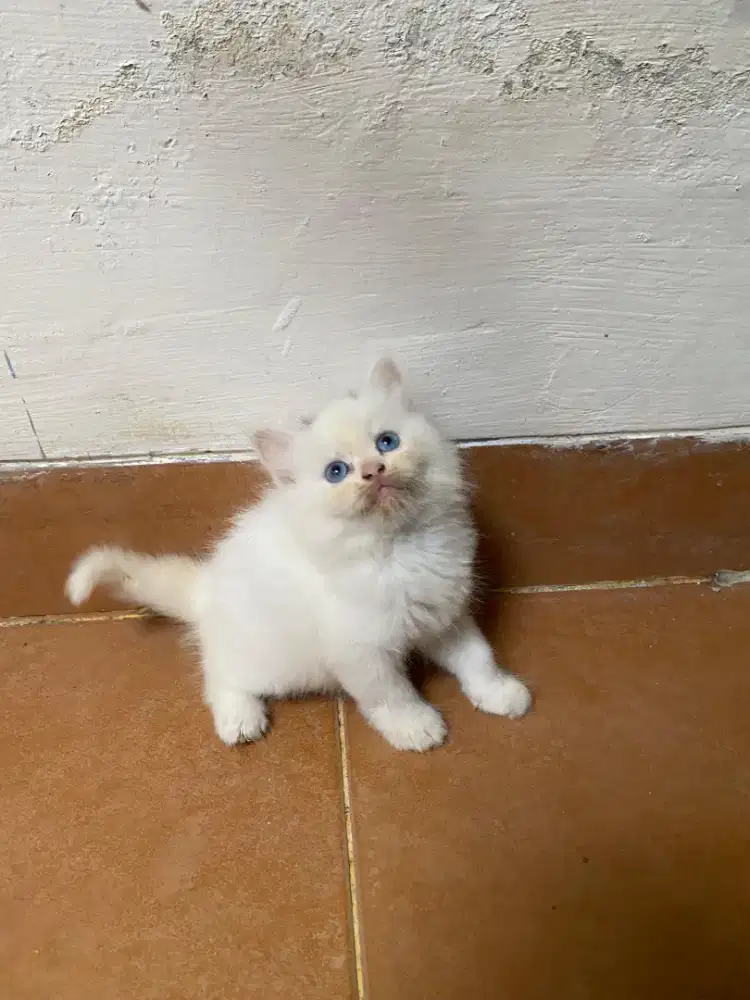 Kucing Persia Flatnose Bigbone