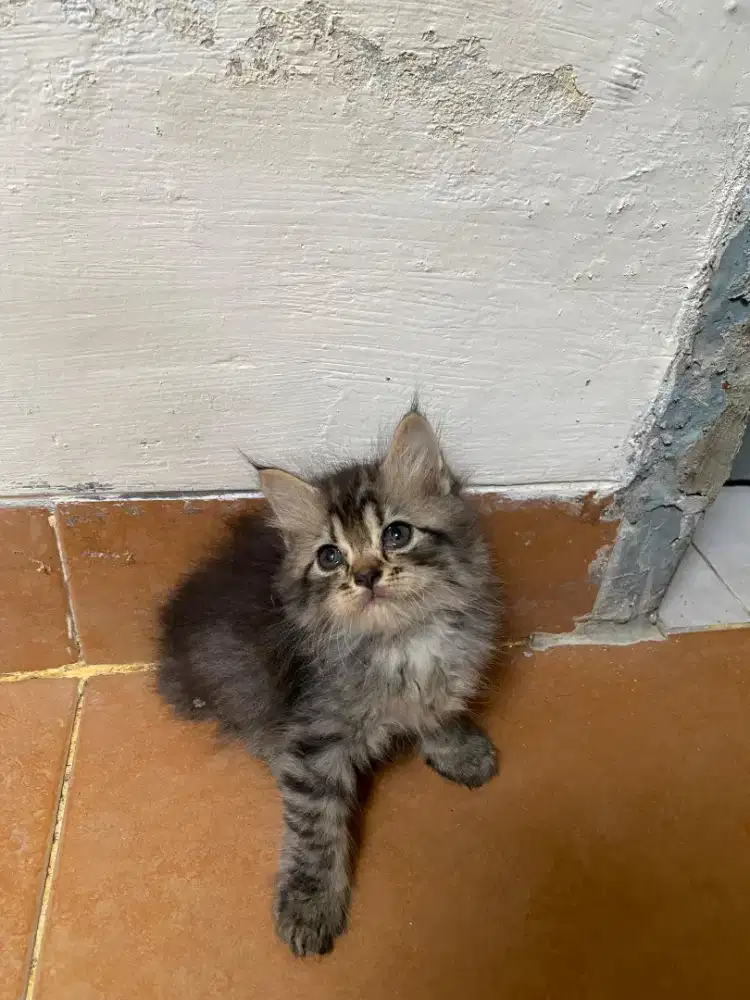 Kucing Persia Flatnose Bigbone