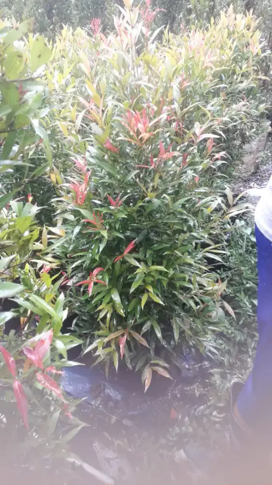 Jual tanaman hias pohon pucuk merah