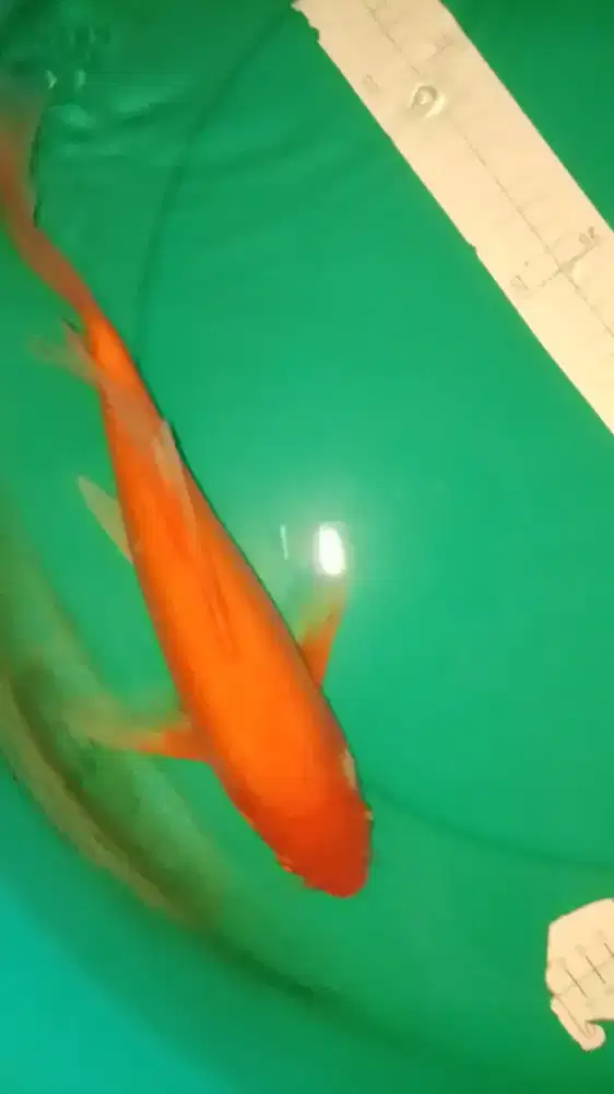 Ikan koi jenis Slayer Benigoi 35cm